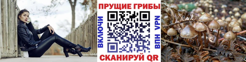 хочу   Сафоново  Галлюциногенные грибы Cubensis 